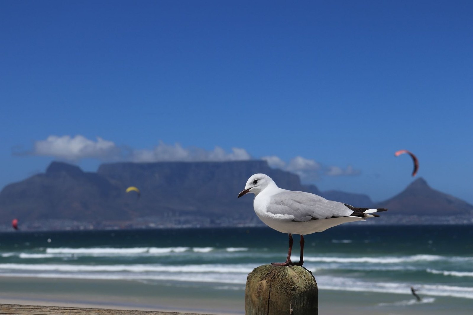 Table Mountain