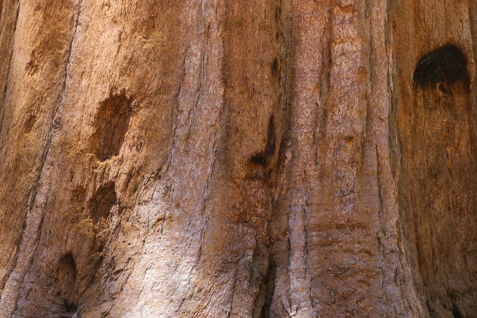 Sequoia National Park