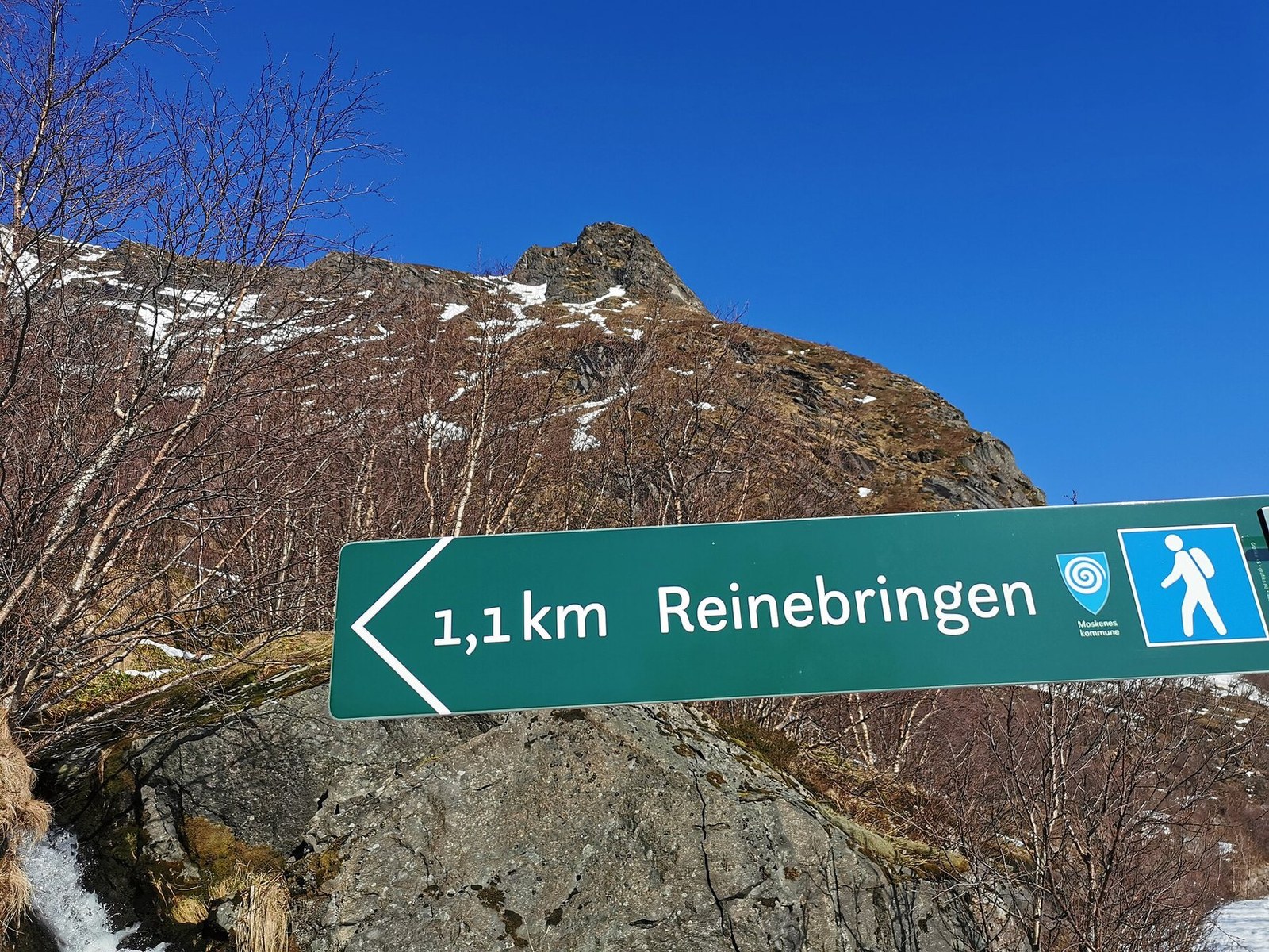 Reine
