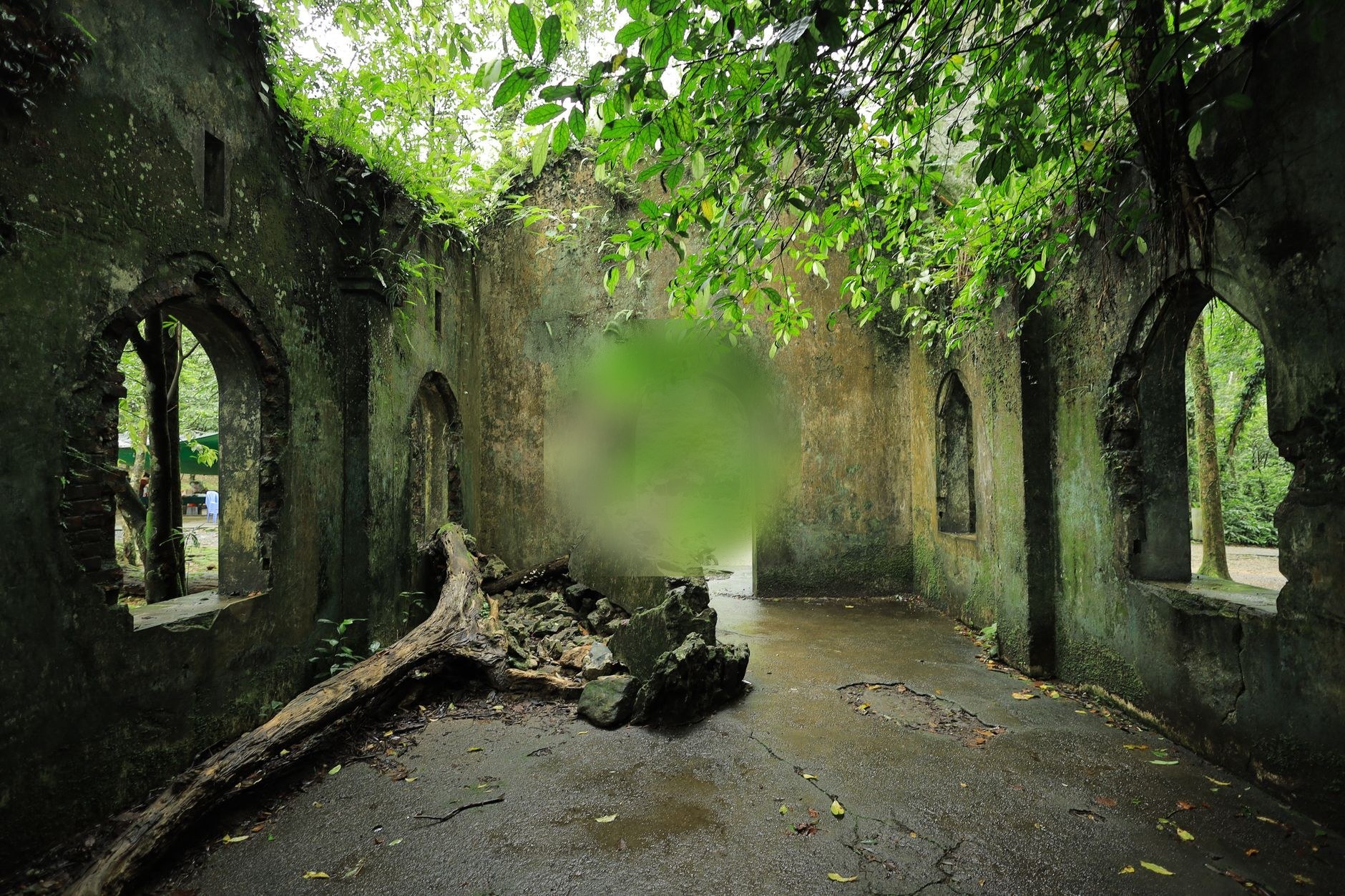 Vietnam's jungle